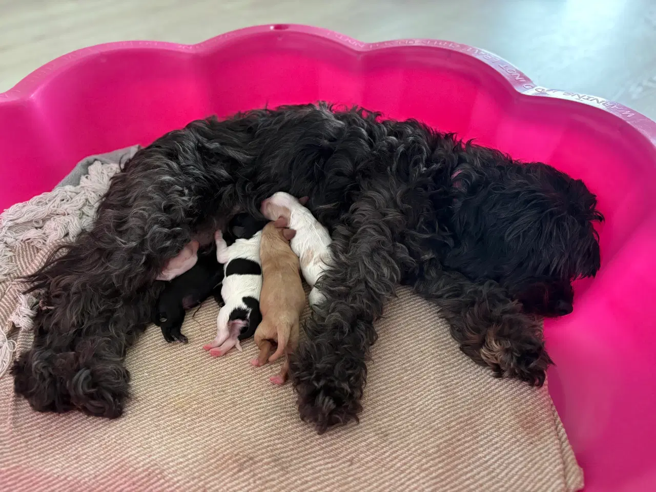 Billede 1 - Cavapoo hvalpe 