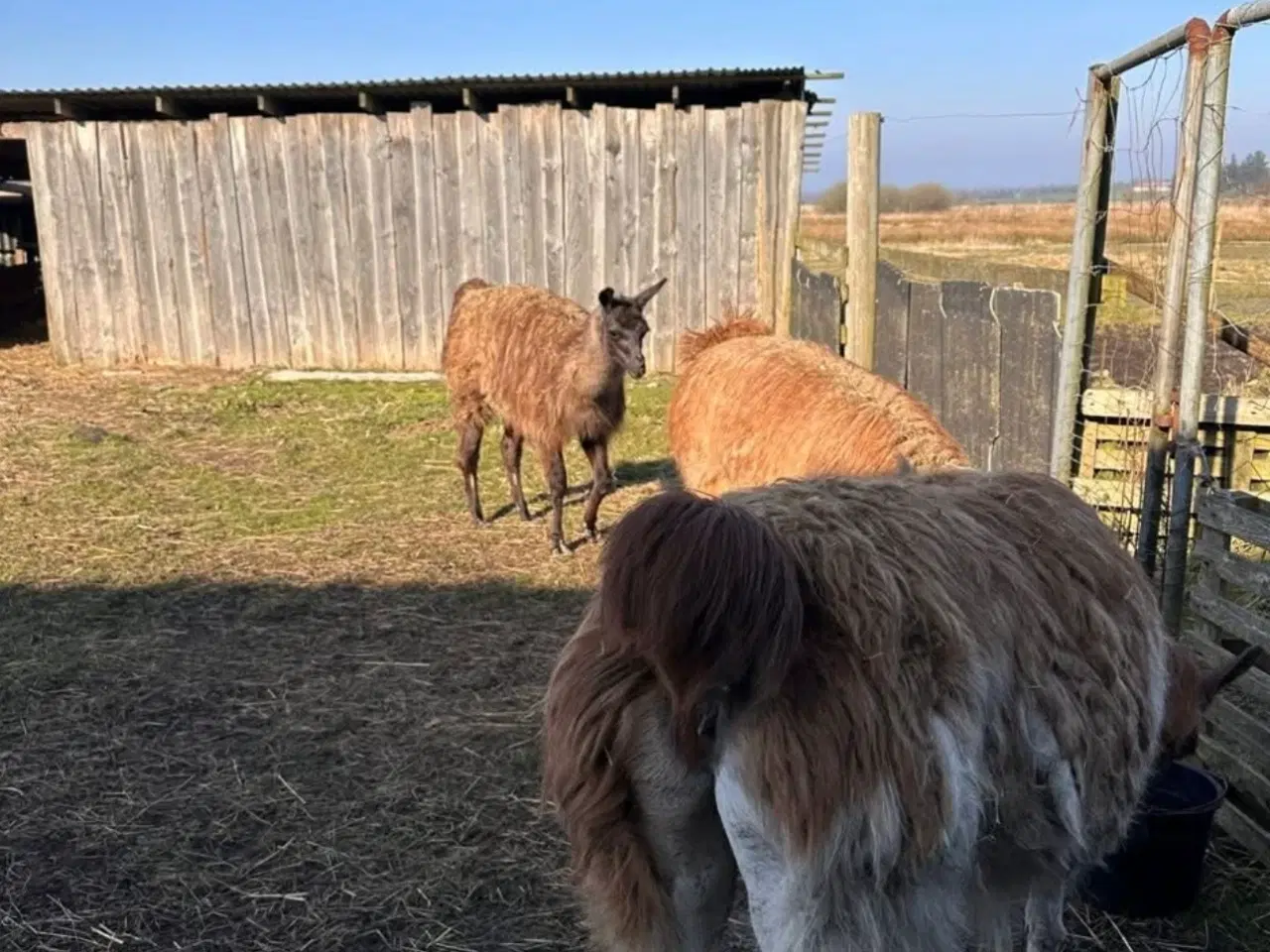 Billede 1 - 3 lama hopper