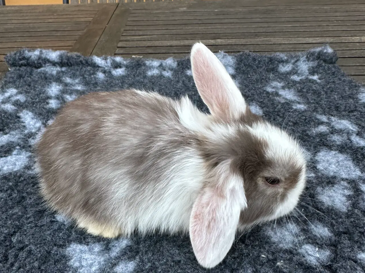 Billede 5 - Minilop kaninunger