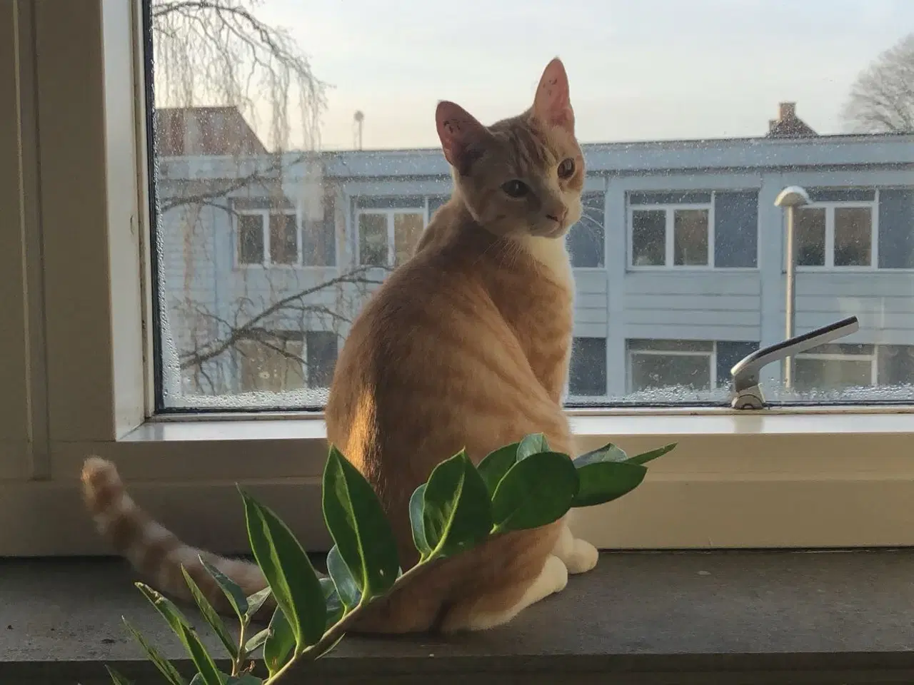 Billede 4 - 2 årig kat gives væk