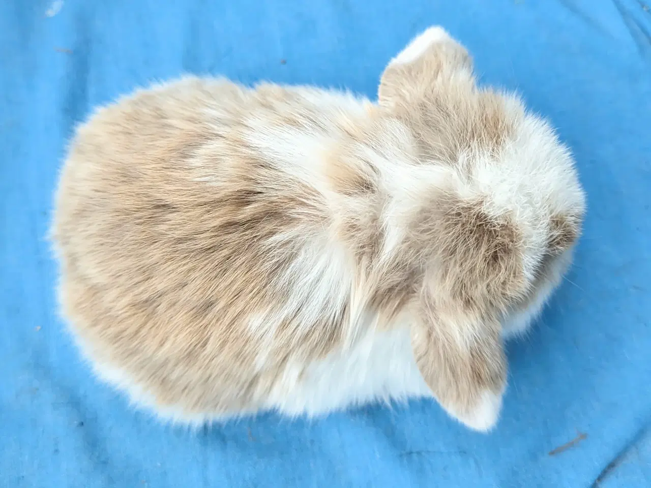 Billede 4 - Minilop kaninunge sælges