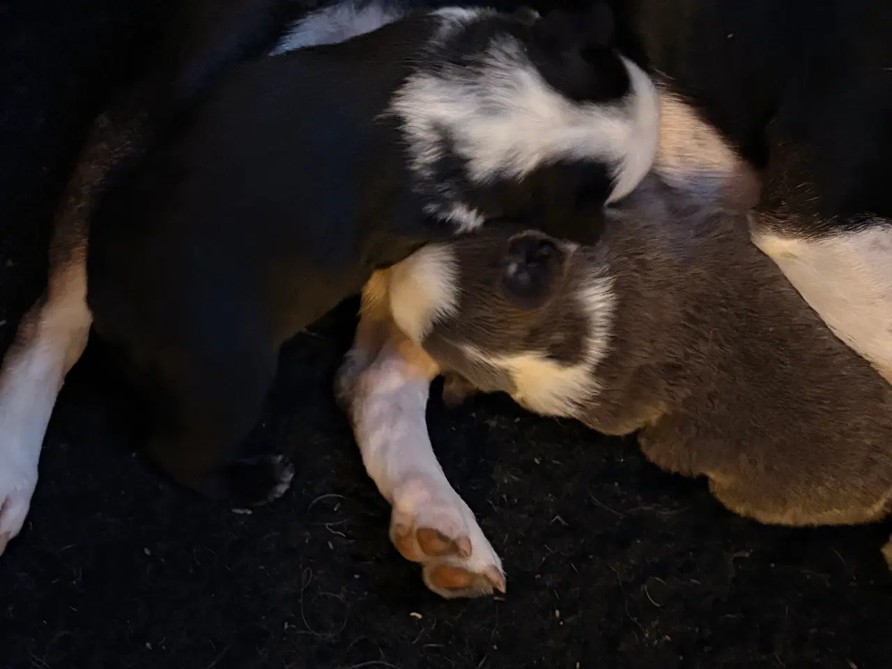 Billede 6 - Nala og Ronja søger et nyt hjem. 