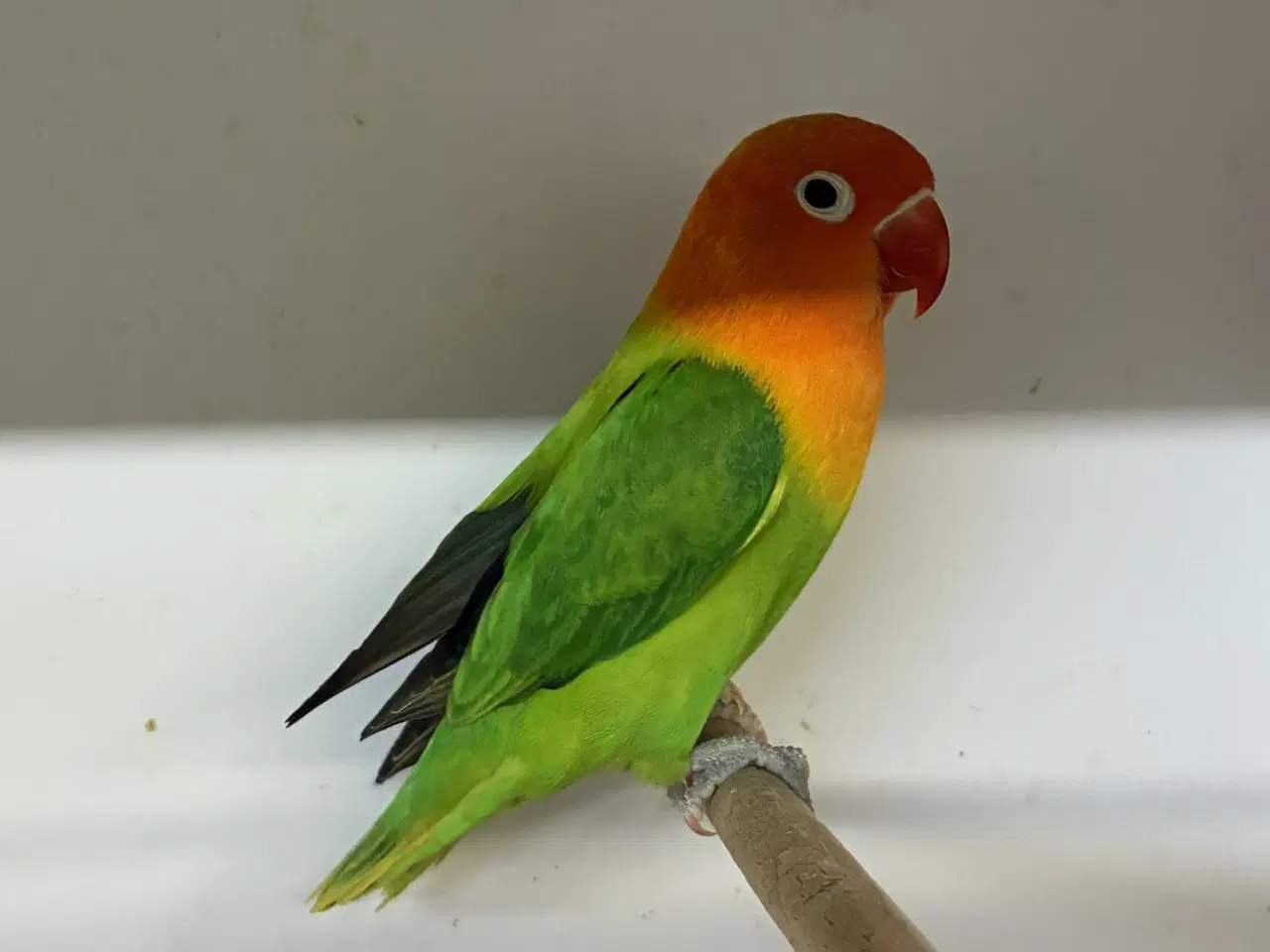 Billede 1 - Rødhovedet Dværgpapegøje