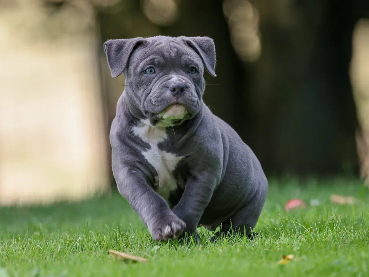 Billede 2 - American Bully