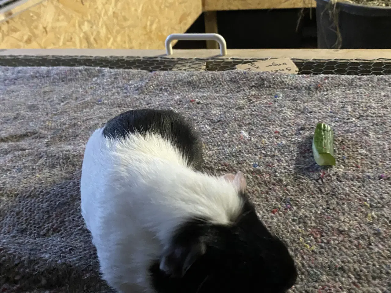 Billede 2 - 4 marsvine hanner sælges