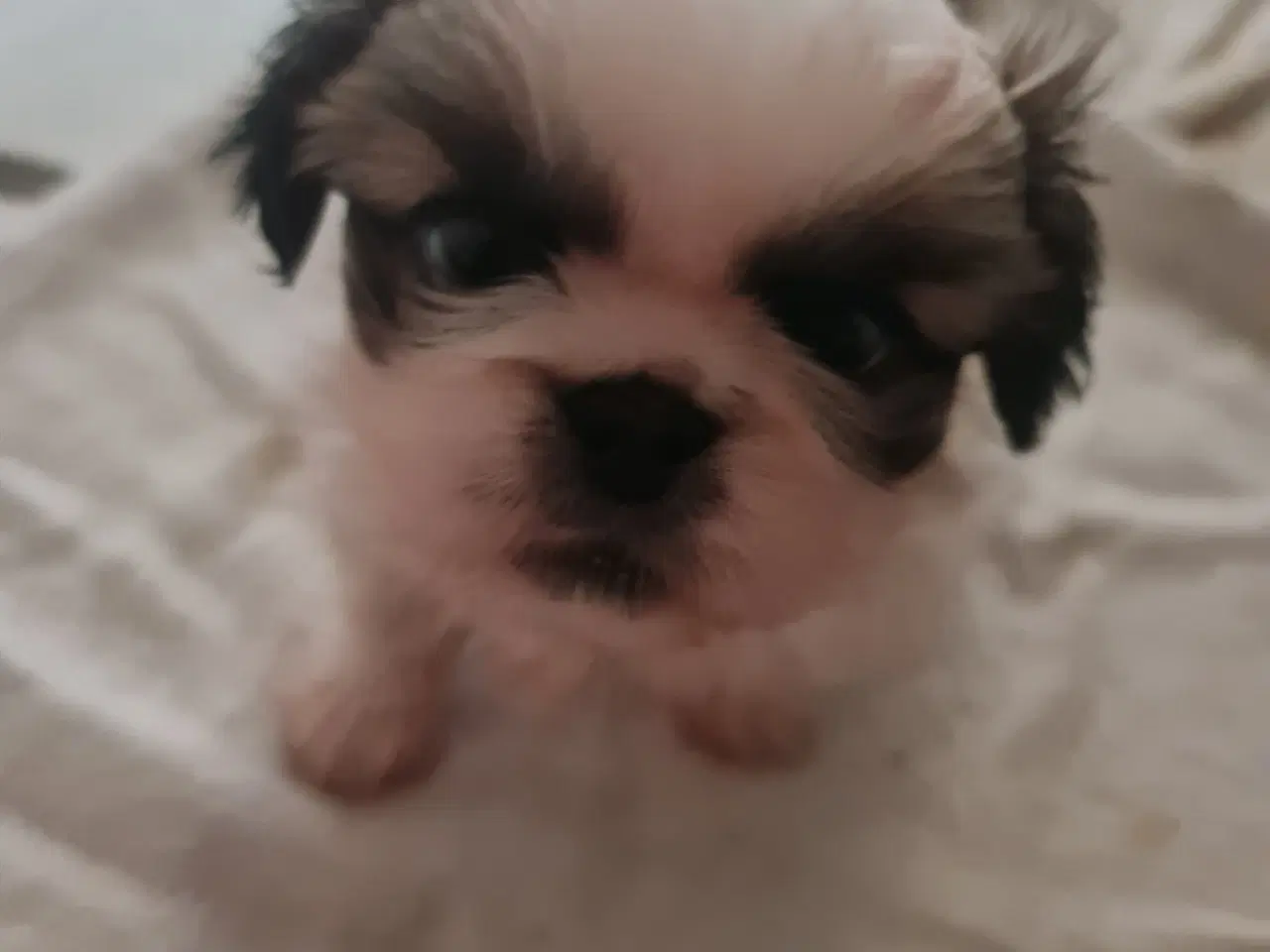 Billede 3 - En Pekingeser dreng tilbage