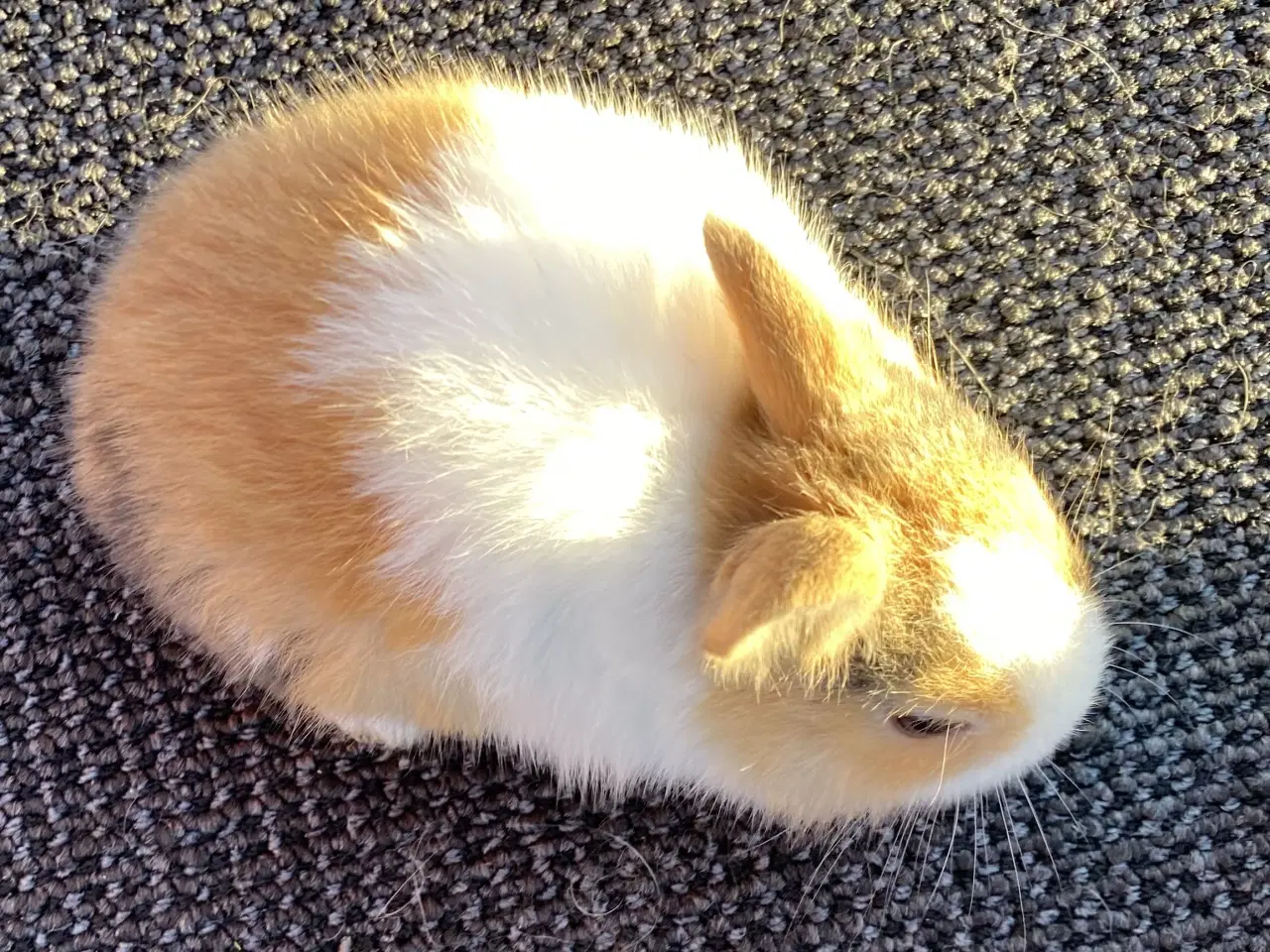 Billede 8 - HOLLÆNDER HAN JAPANER SORT/GUL