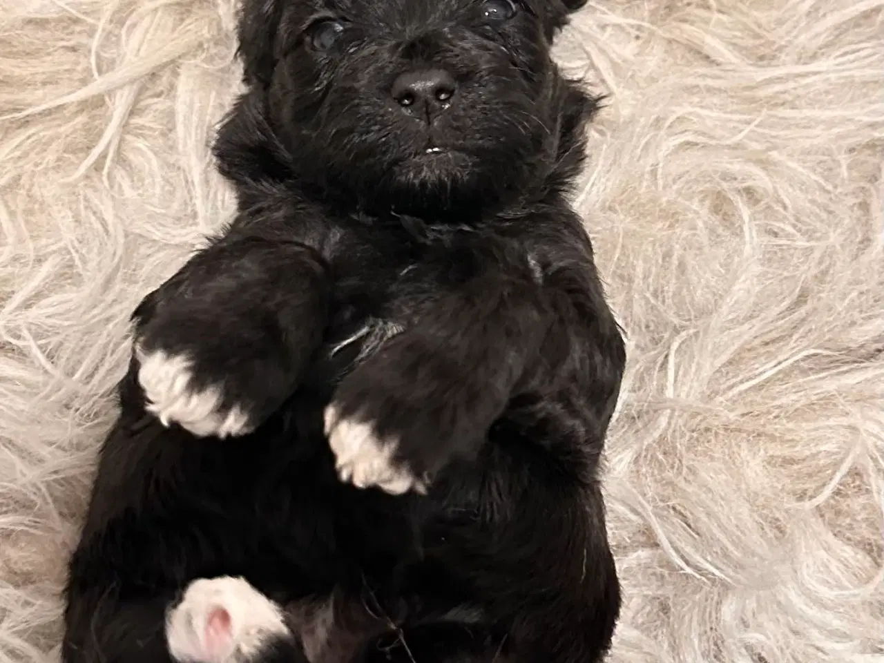 Billede 19 - Cavapoo F2B