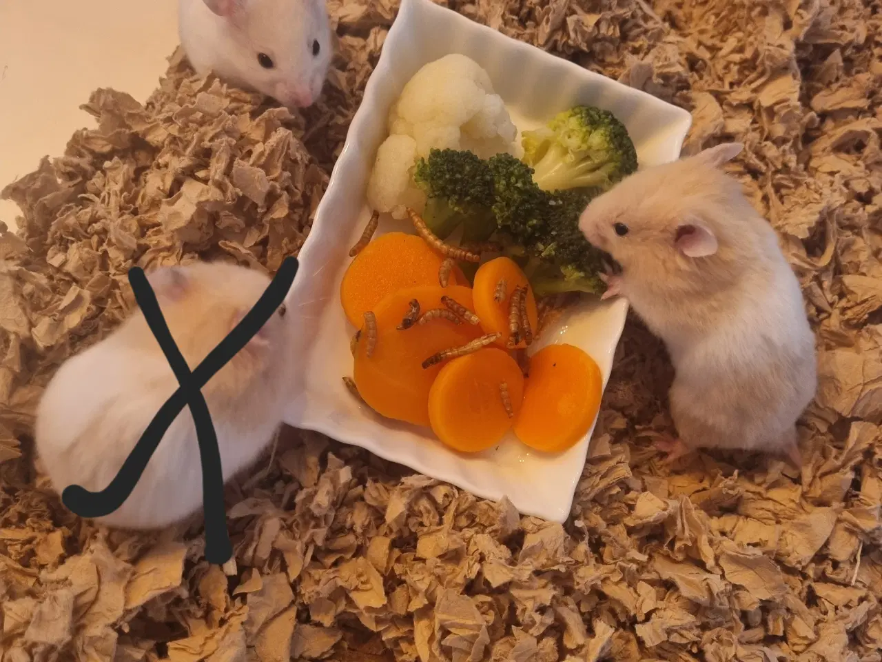 Billede 3 - Hamster unger sælges 