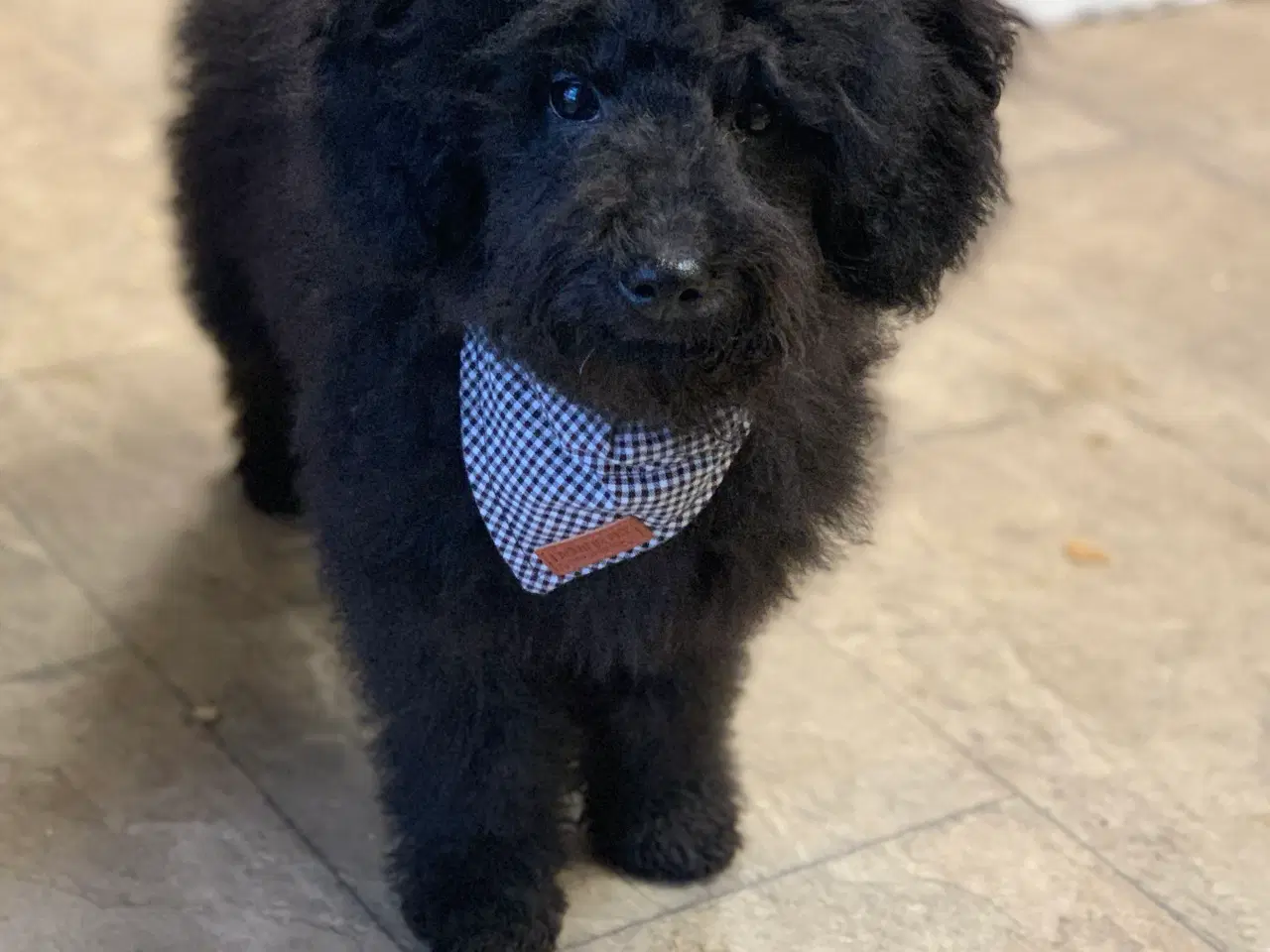 Billede 5 - Den dejligste Maltipoo dreng 