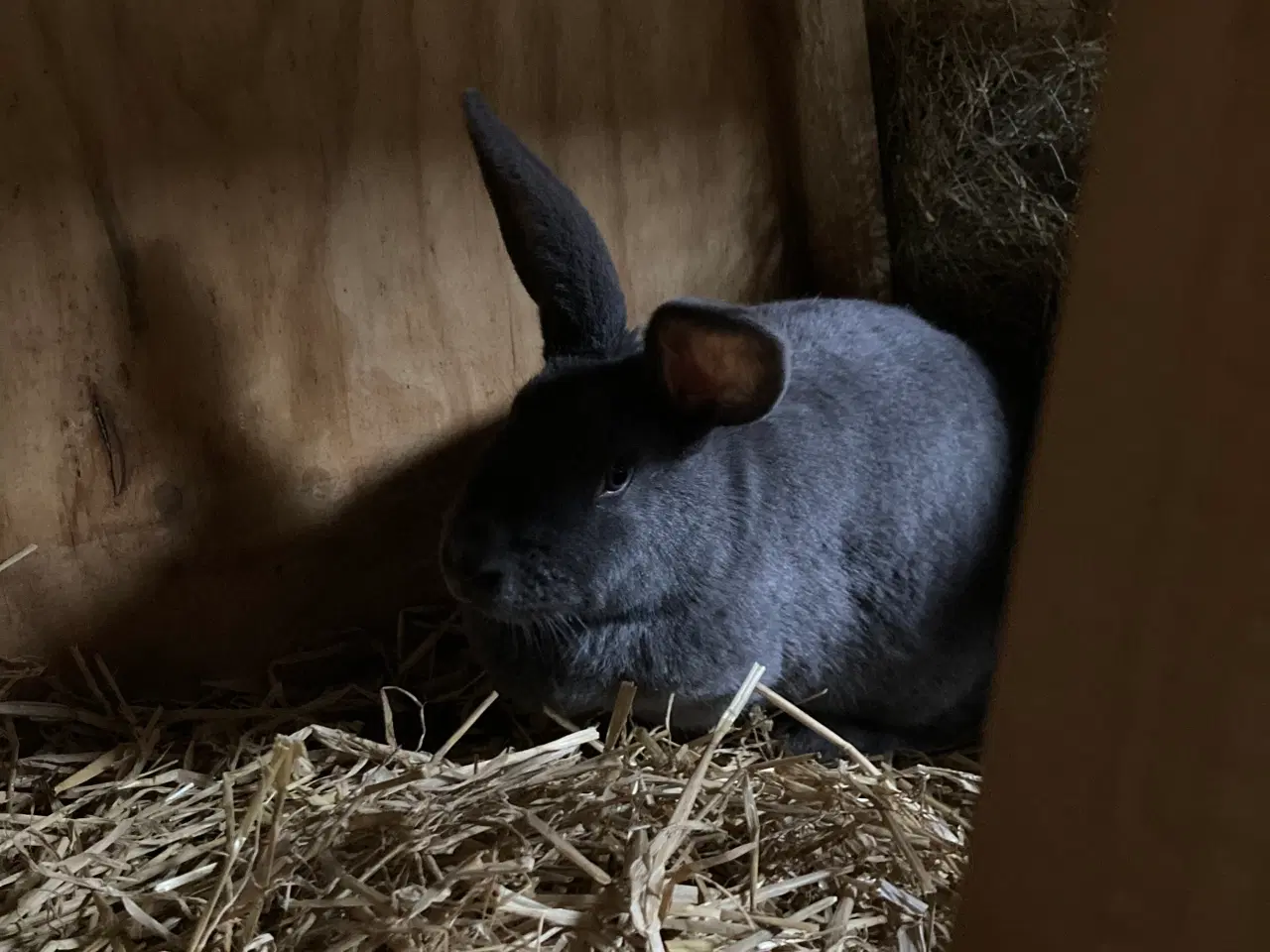 Billede 4 - Fin lille flok af kæmpe kaniner