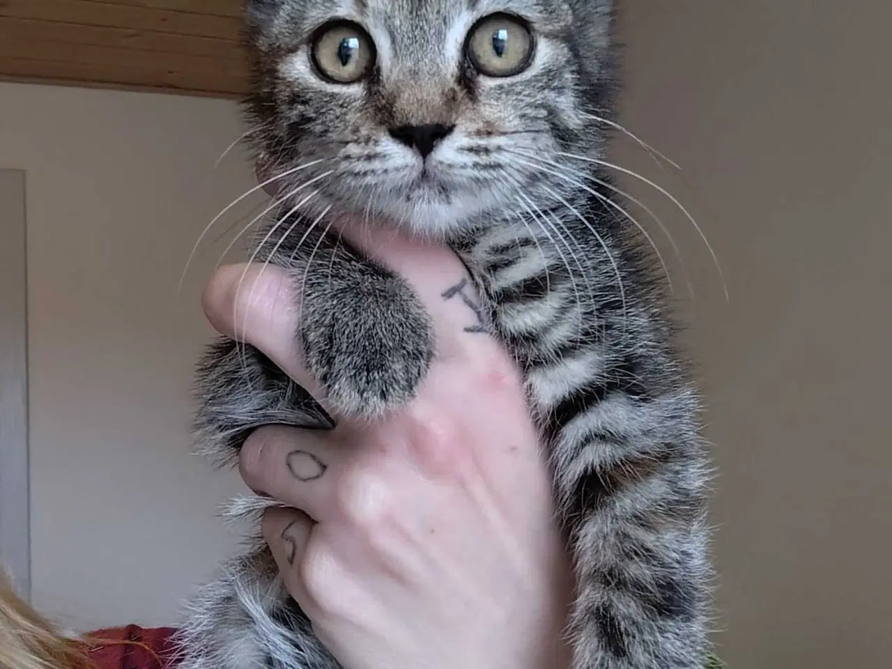 Billede 6 - 2 X Maine Coon Bla. ✨ FlytteKlar Nu