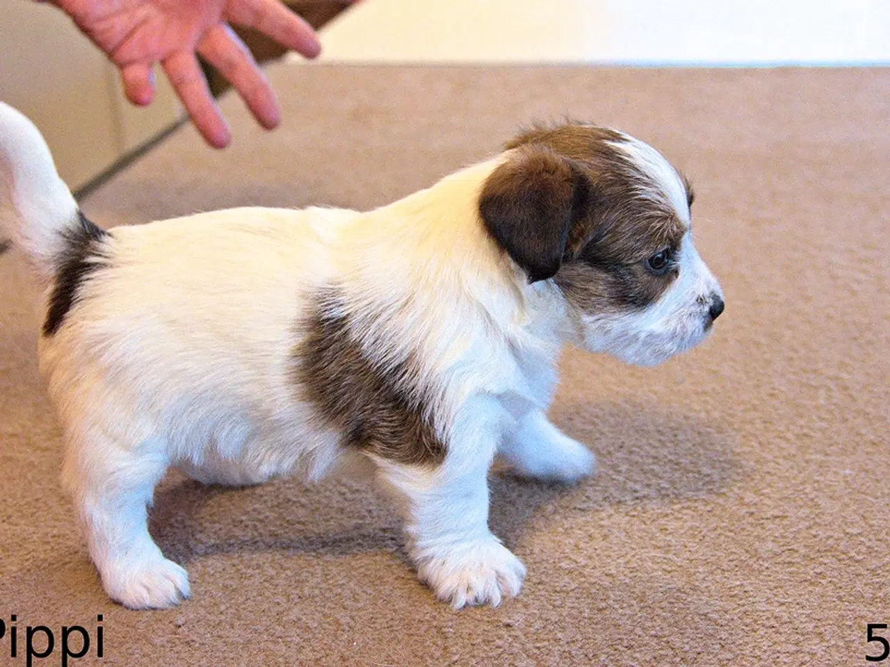 Billede 3 - Jack Russel Terrier hvalpe m. stamtavle