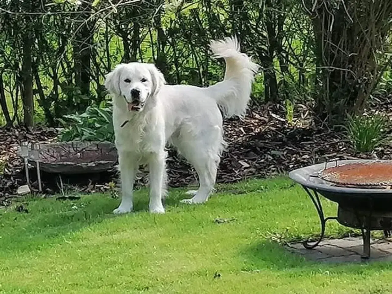 Billede 4 - Golden udlånes til avl