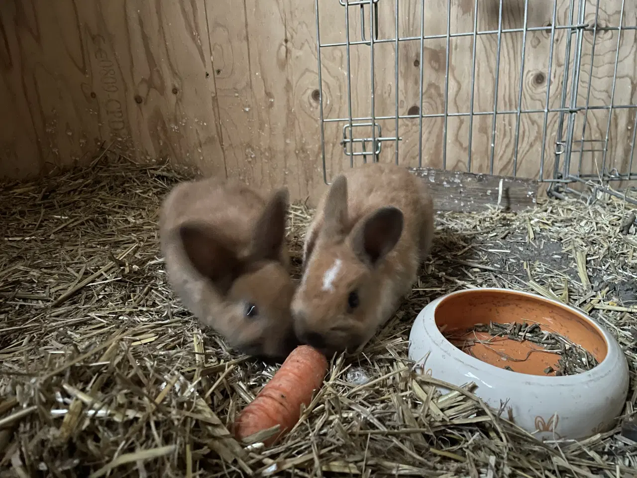 Billede 7 - Løvehovde kaniner 