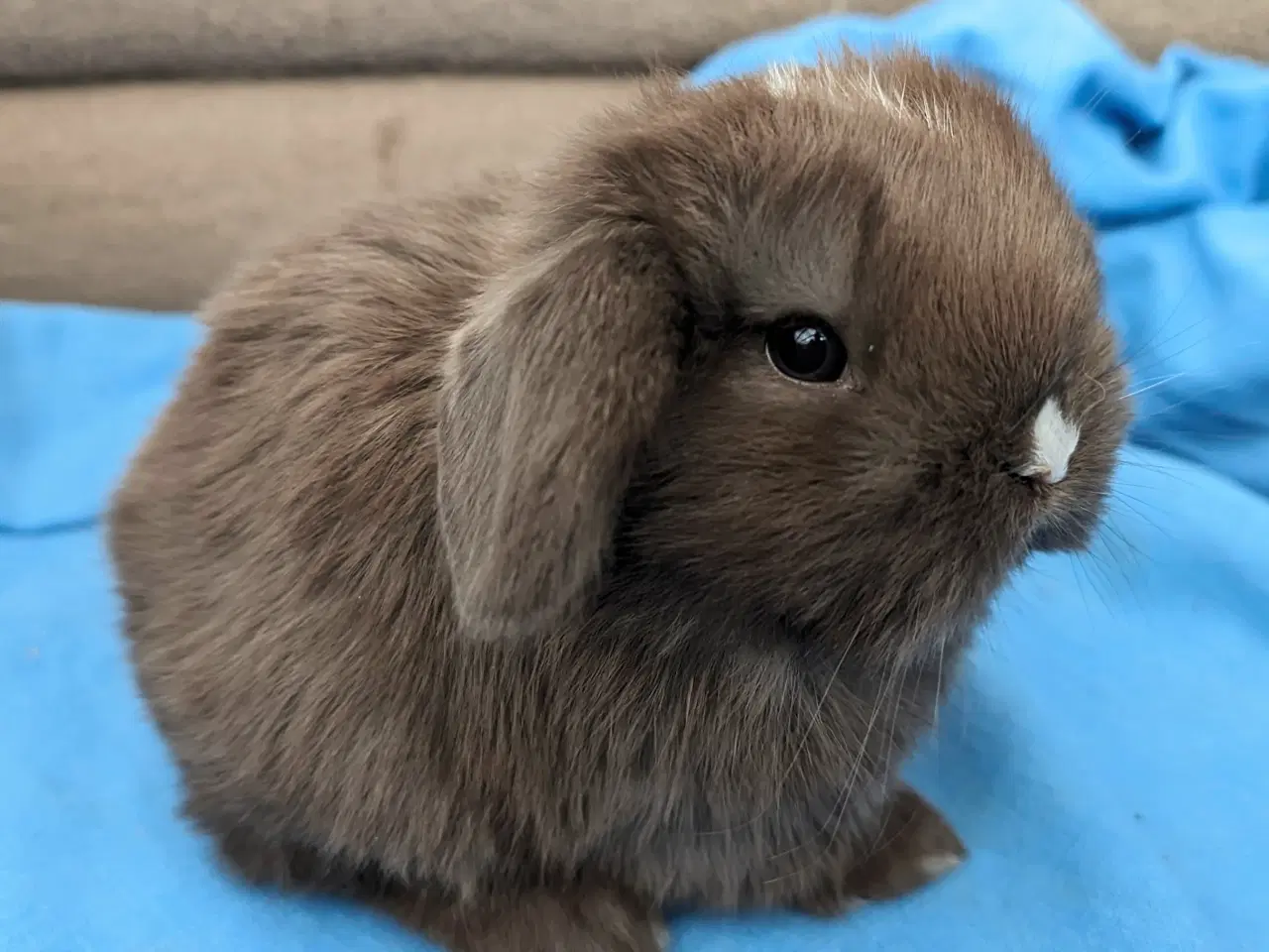 Billede 5 - Minilop kaninunge sælges
