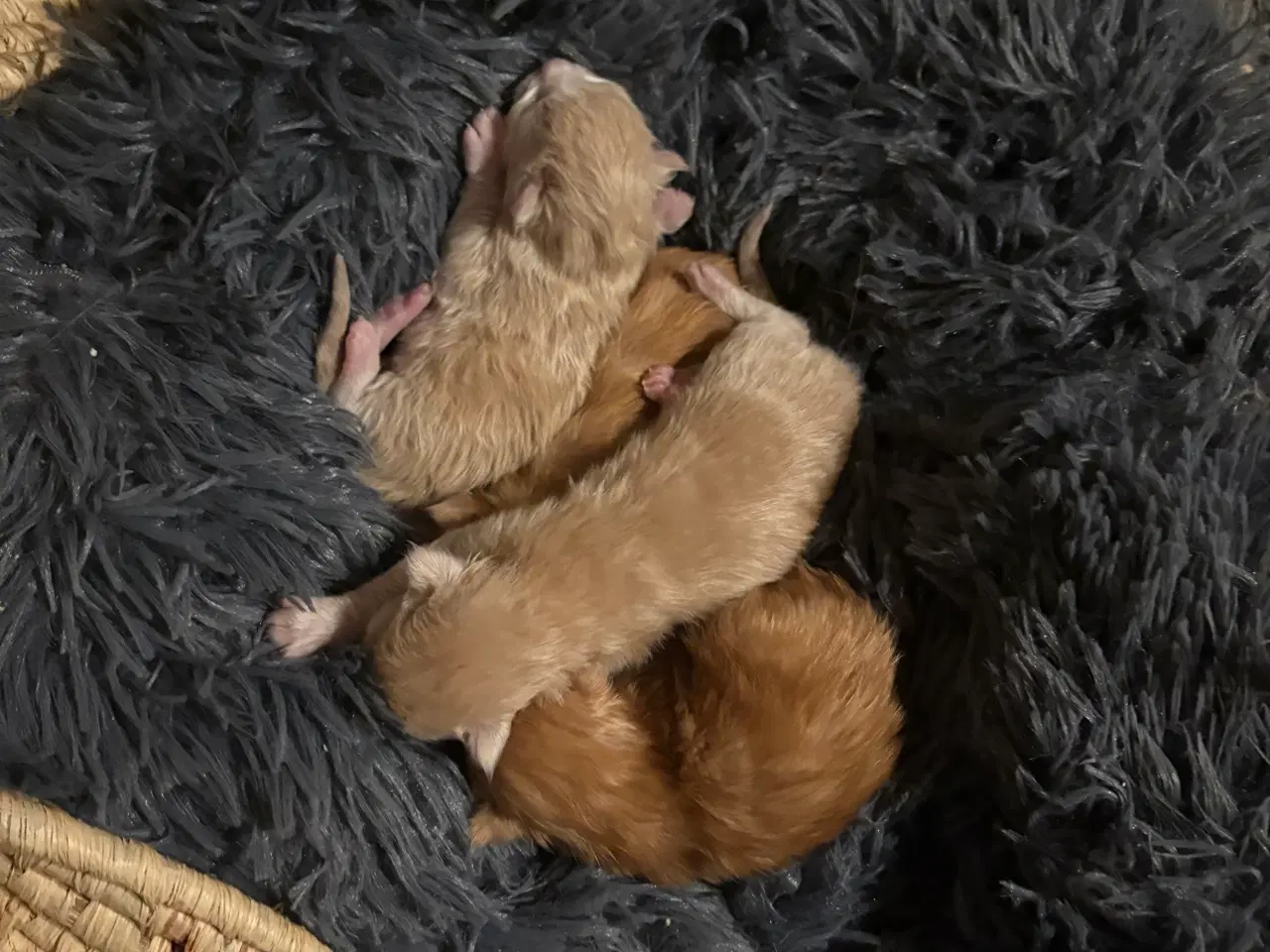 Billede 20 - Dejlige smukke og flotte