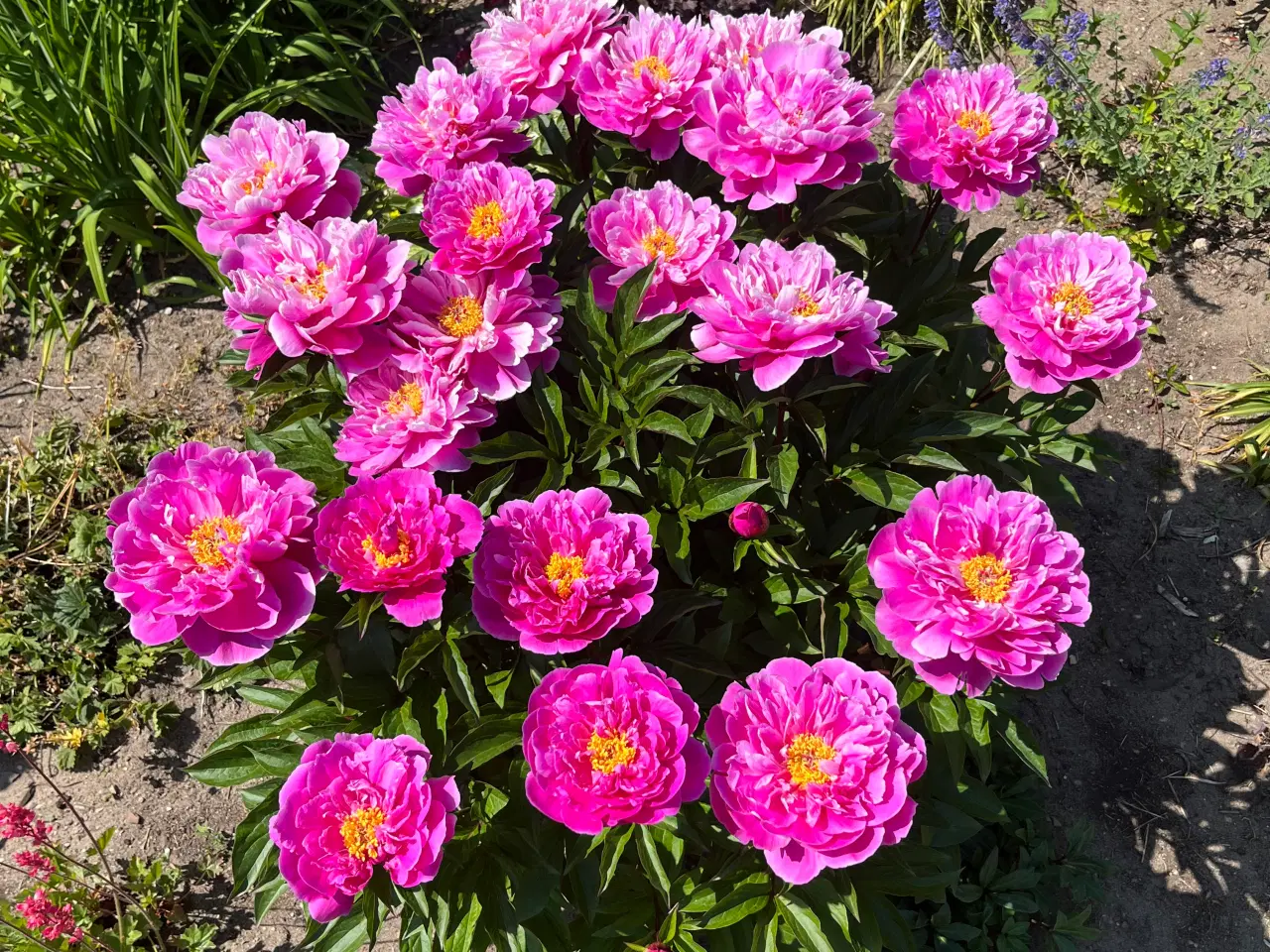 Billede 13 - 🌿 Kolonihave til salg i HF Granholt – Hadsten 🌿