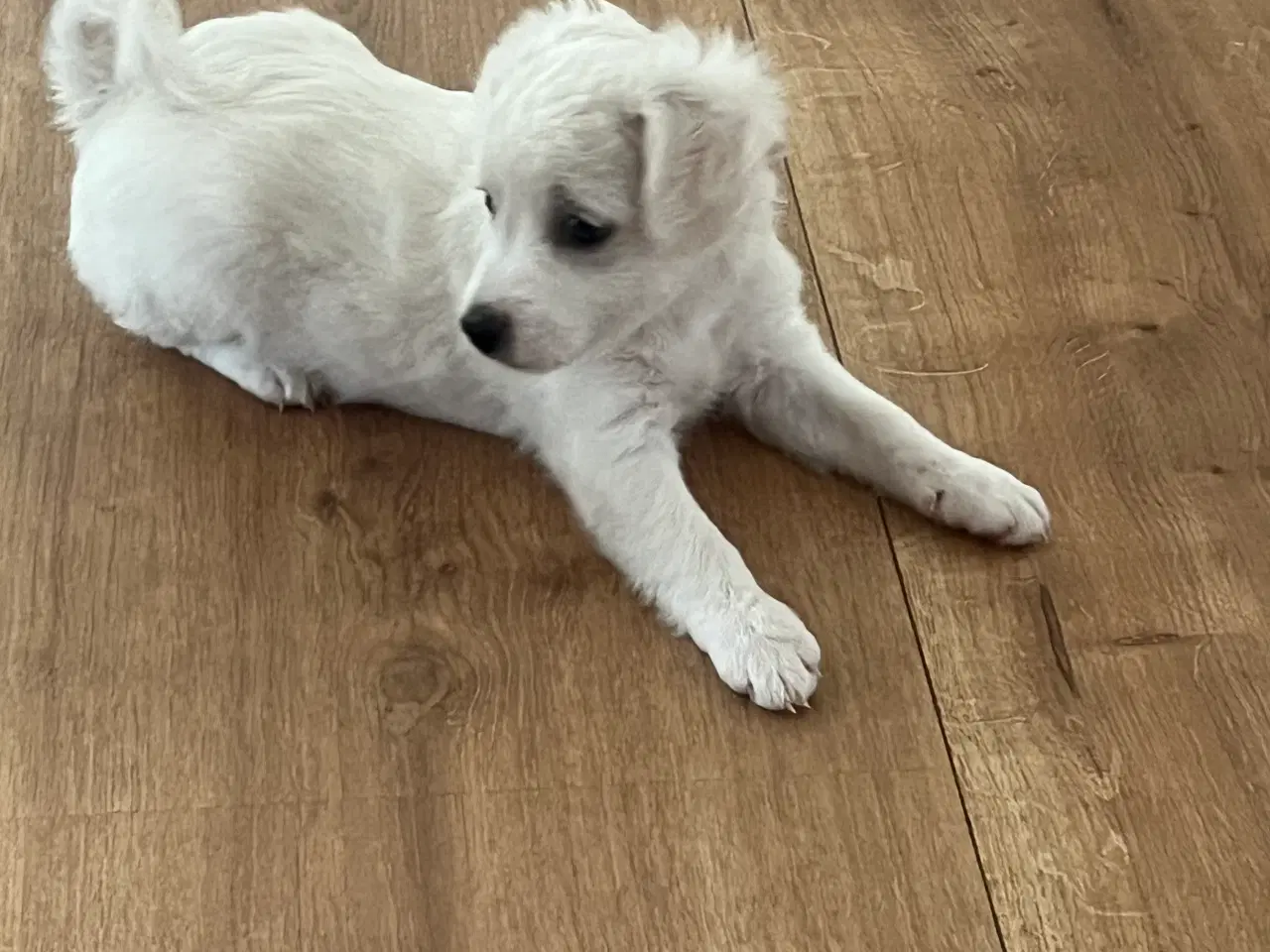 Billede 11 - Malteser/bichon hvalpe 