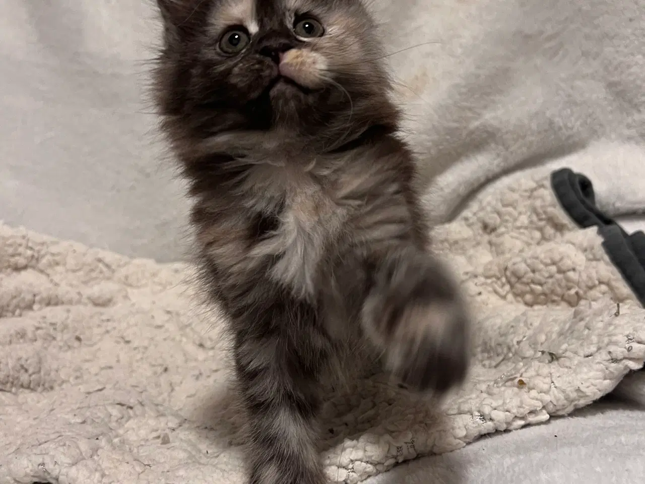 Billede 2 - Mainecoon killing 