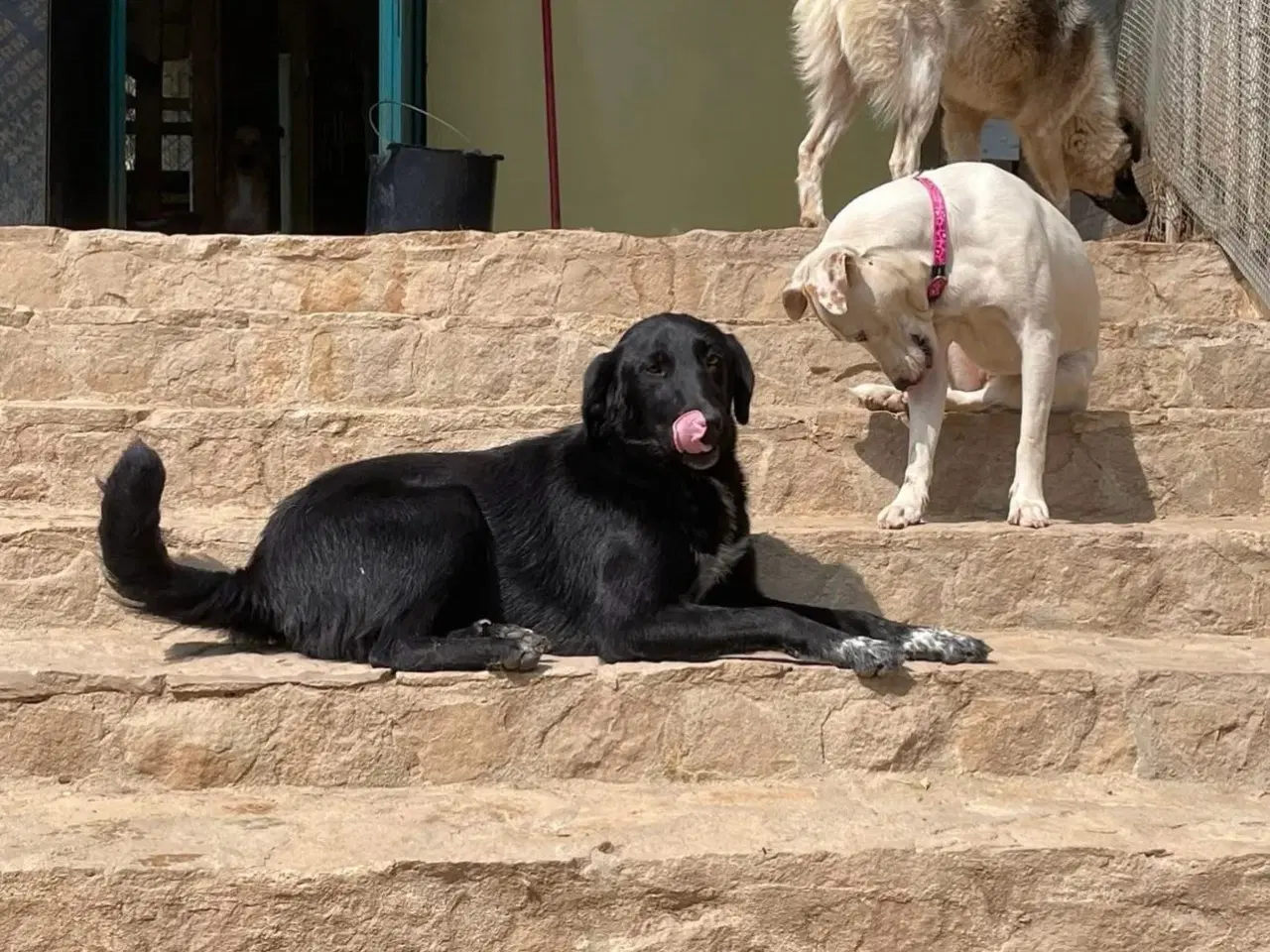 Billede 10 - Sødeste Frederikke søger familie ❤️