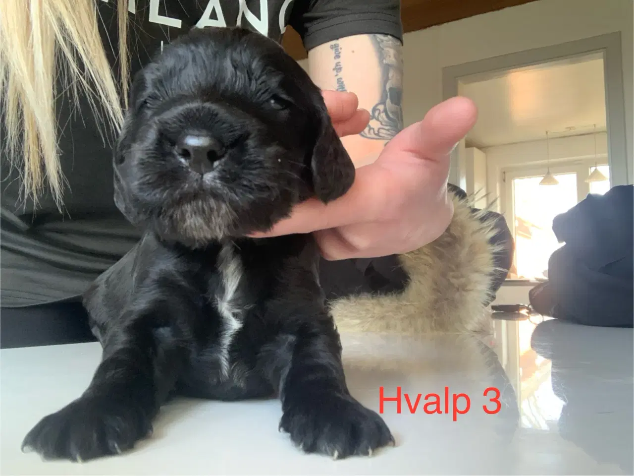 Billede 5 - Cocker Spaniel Hvalpe