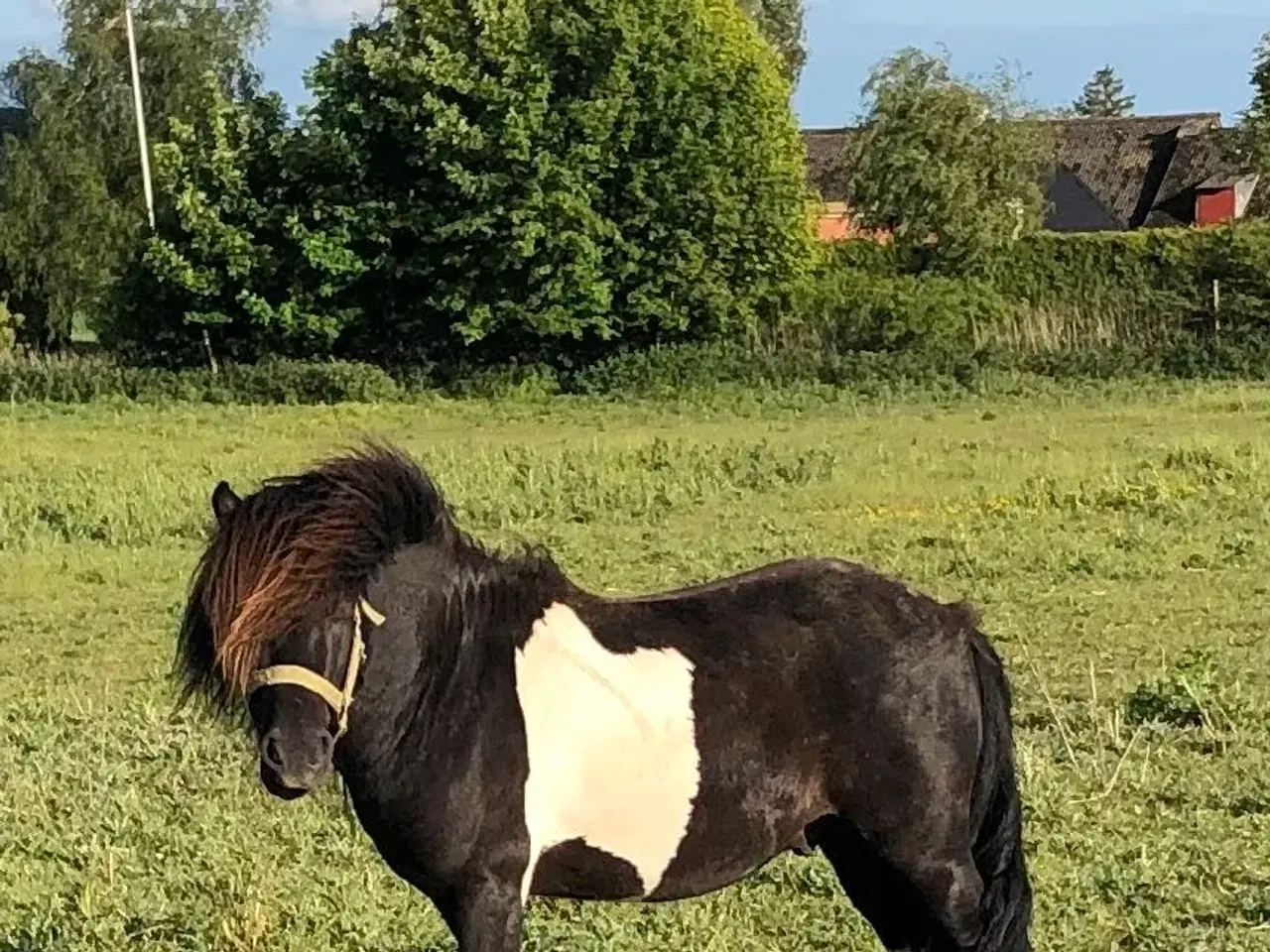 Billede 3 - Shetlænder / islænder blanding
