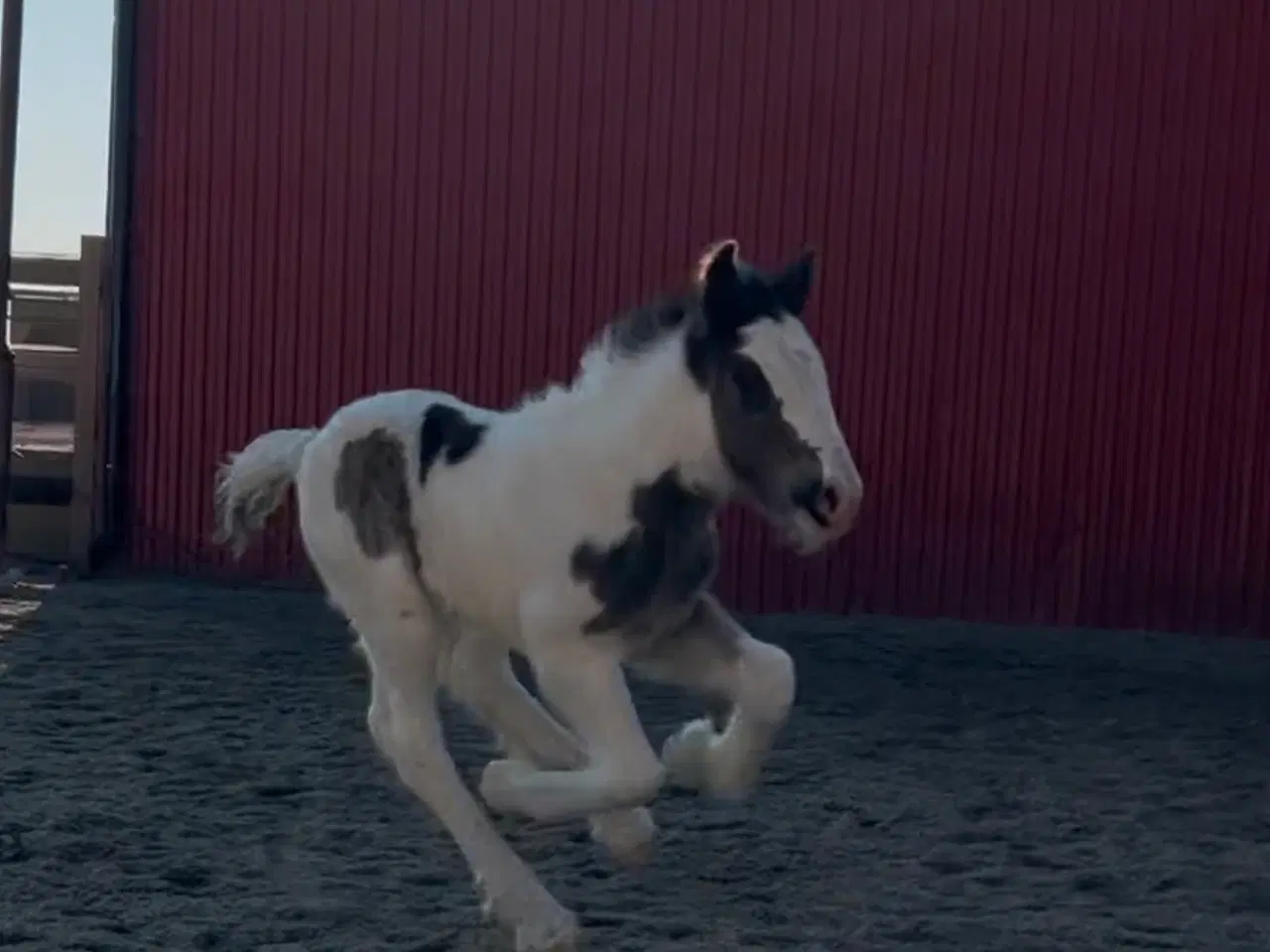 Billede 6 - Irish cob hoppeføl 