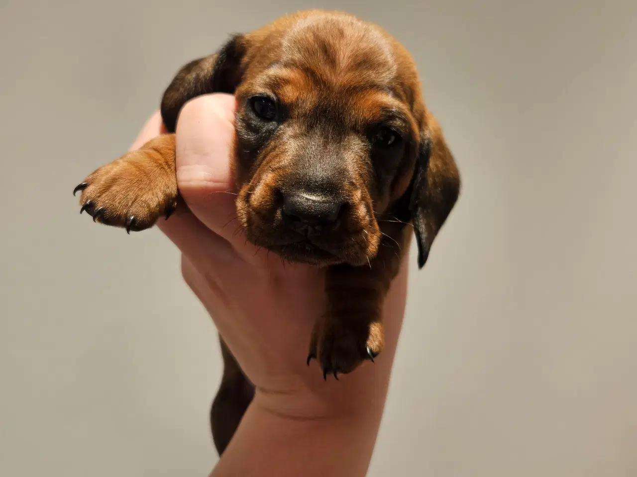 Billede 10 - Gravhundehvalpe 