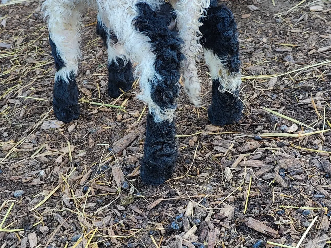 Billede 3 - Black nose lam