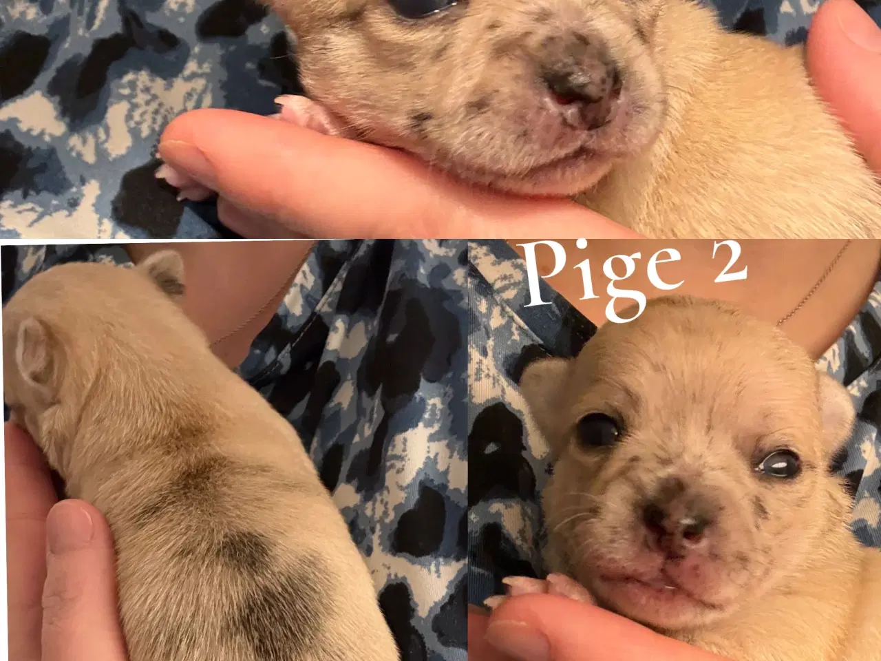 Billede 2 - Chihuahua korthåret 