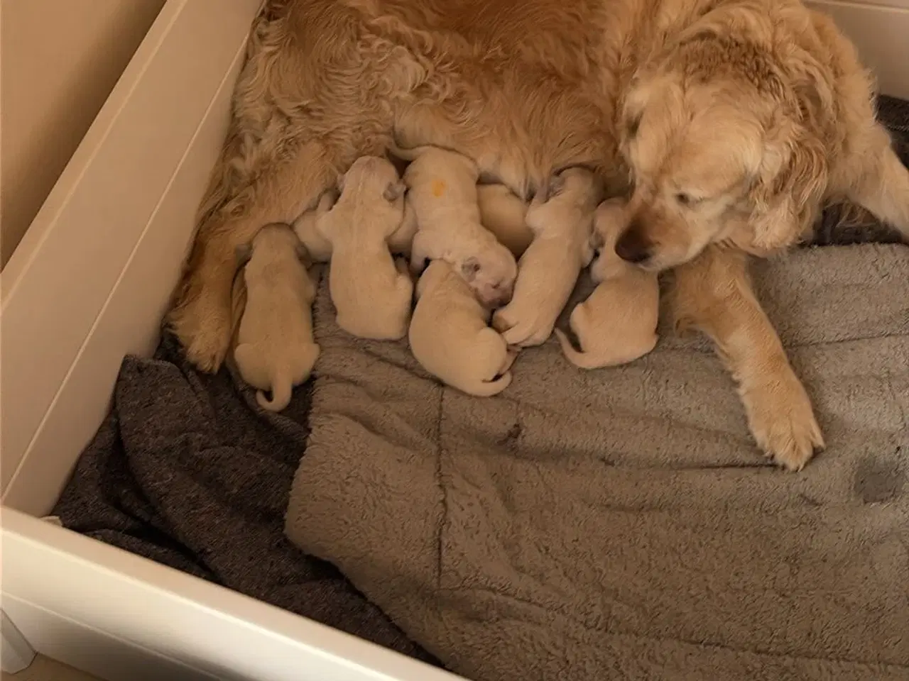 Billede 6 - Golden Retriever hvalpe