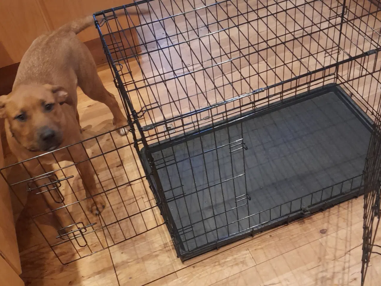 Billede 4 - Sort hundebur i metal med bakke