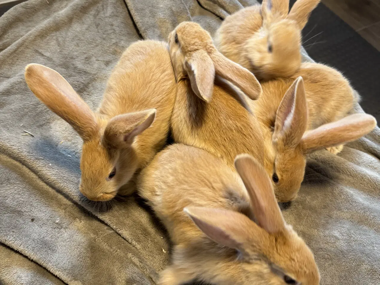 Billede 3 - Rene gule belgisk kæmpe kanin unger