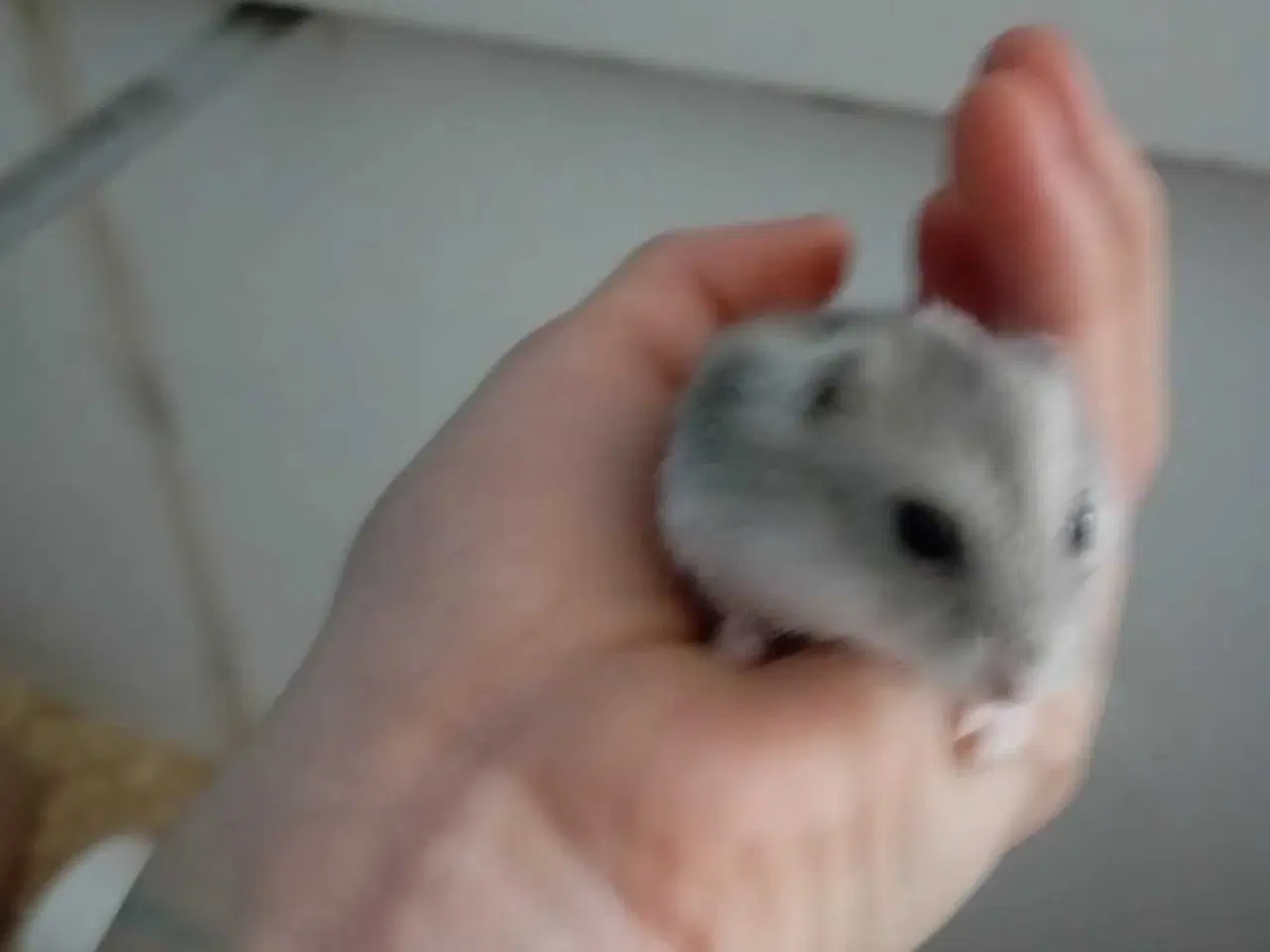 Billede 4 - DværgHamster