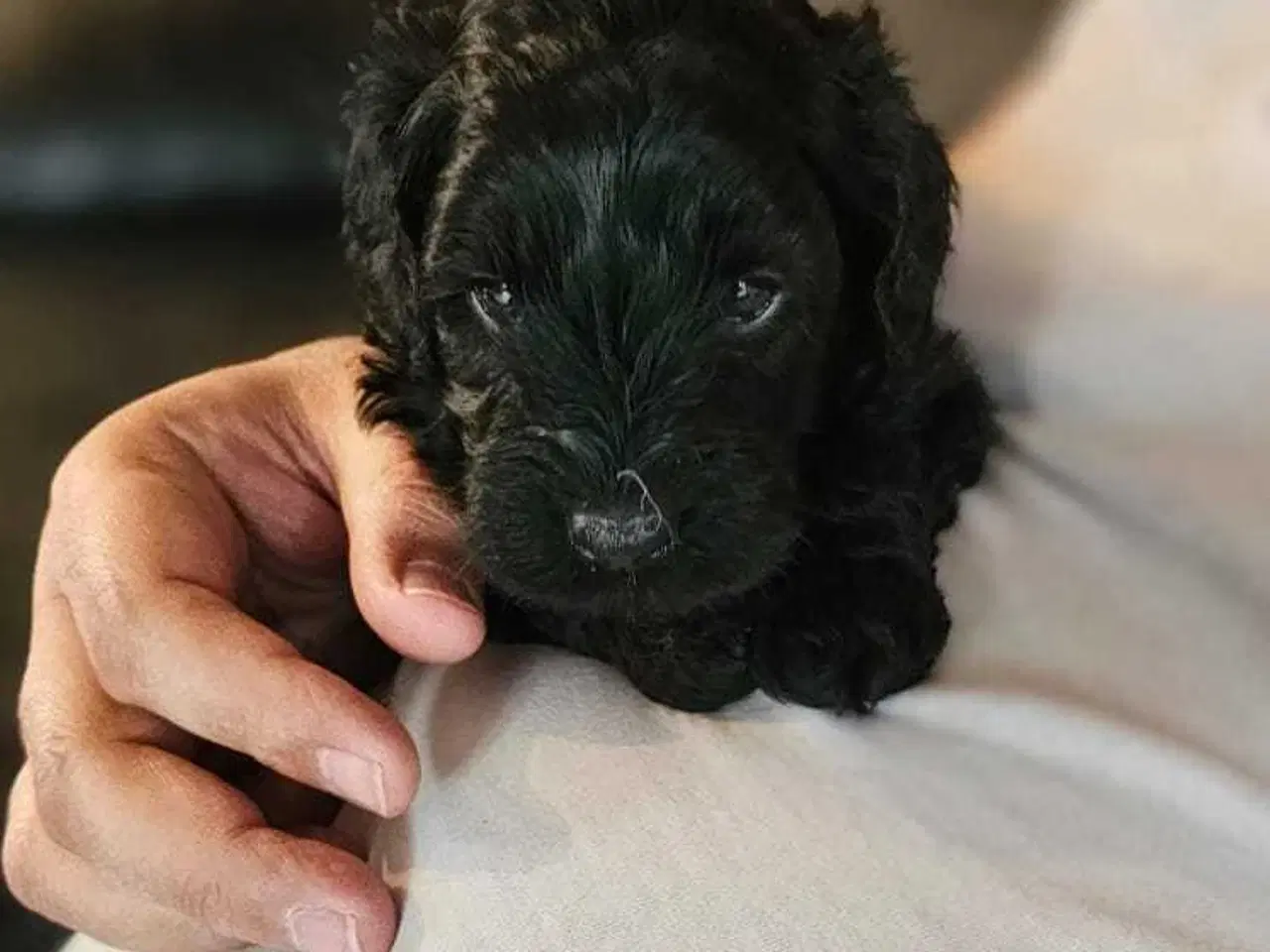 Billede 5 - Cavapoo F1B 