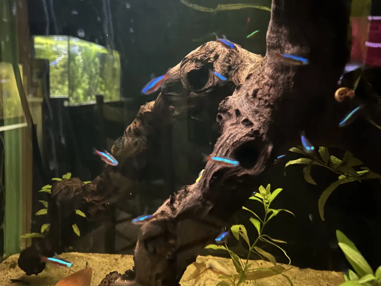 Billede 3 - 🐠❤️ Rød Neonfisk – glade og aktive stimefisk 