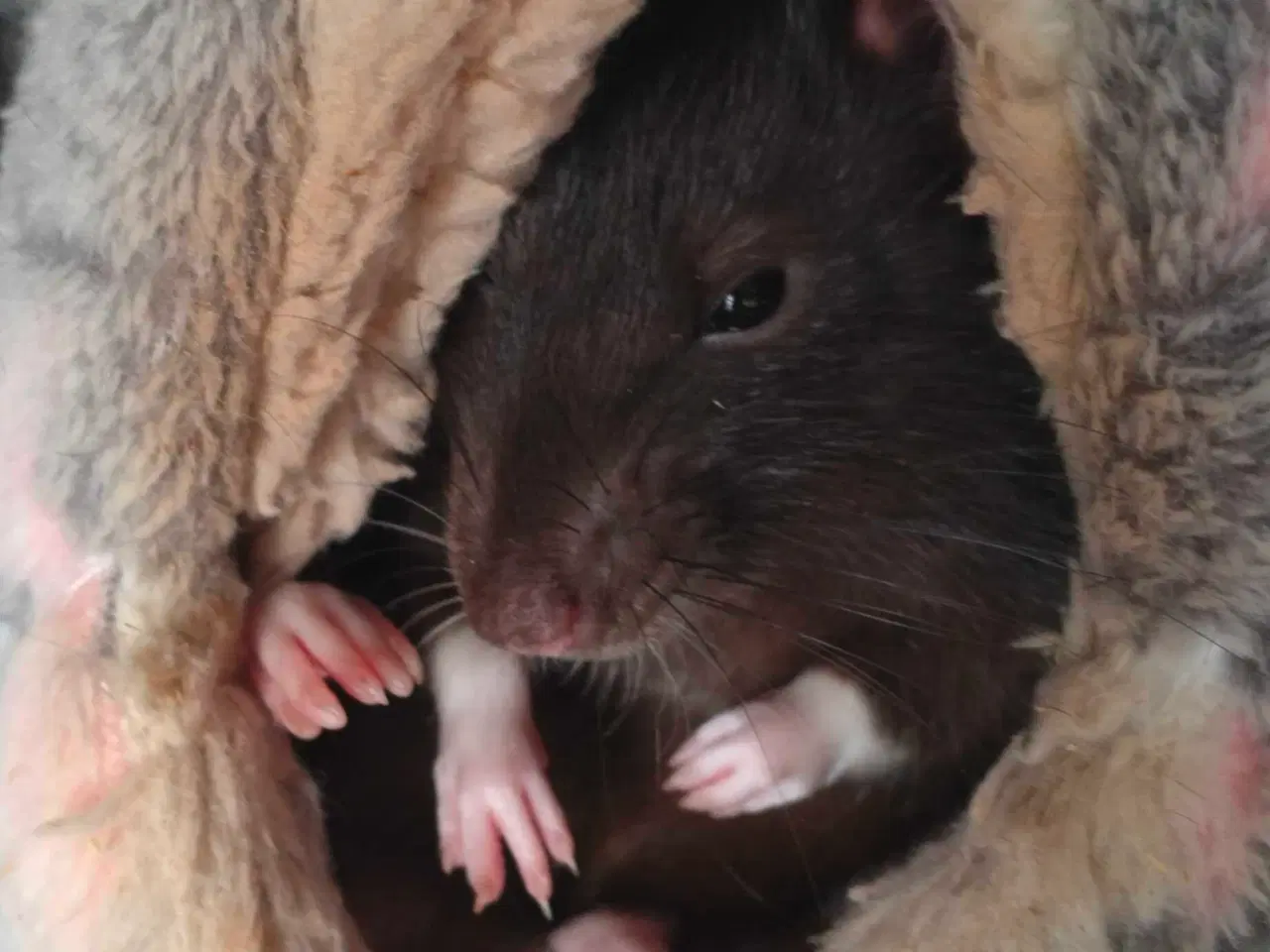 Billede 1 - Rotte til slag