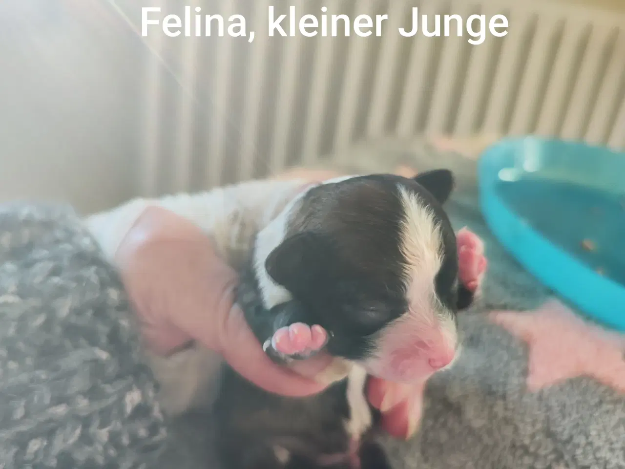 Billede 7 - 3 entzückende reinrassige Bolonka Zwetna Welpen  