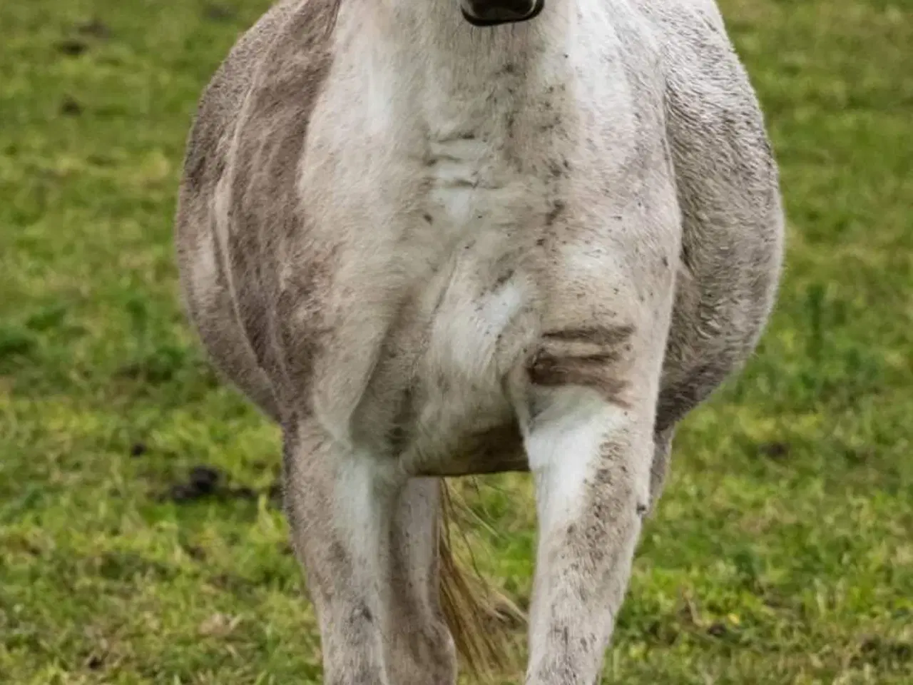 Billede 1 - Ifolet skimmel oldenborg hoppe