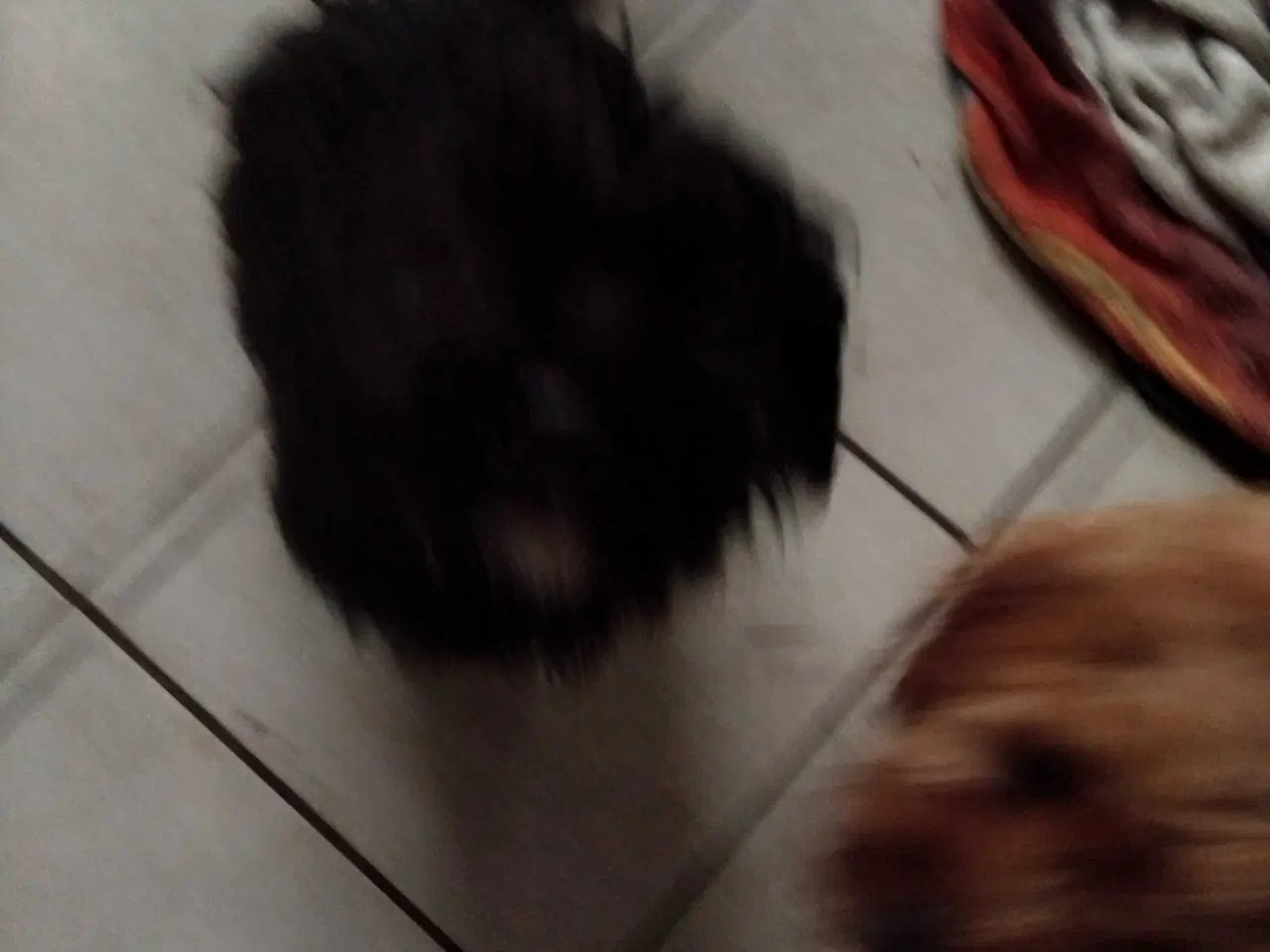 Billede 7 - Shih tzu/ minipuddel 