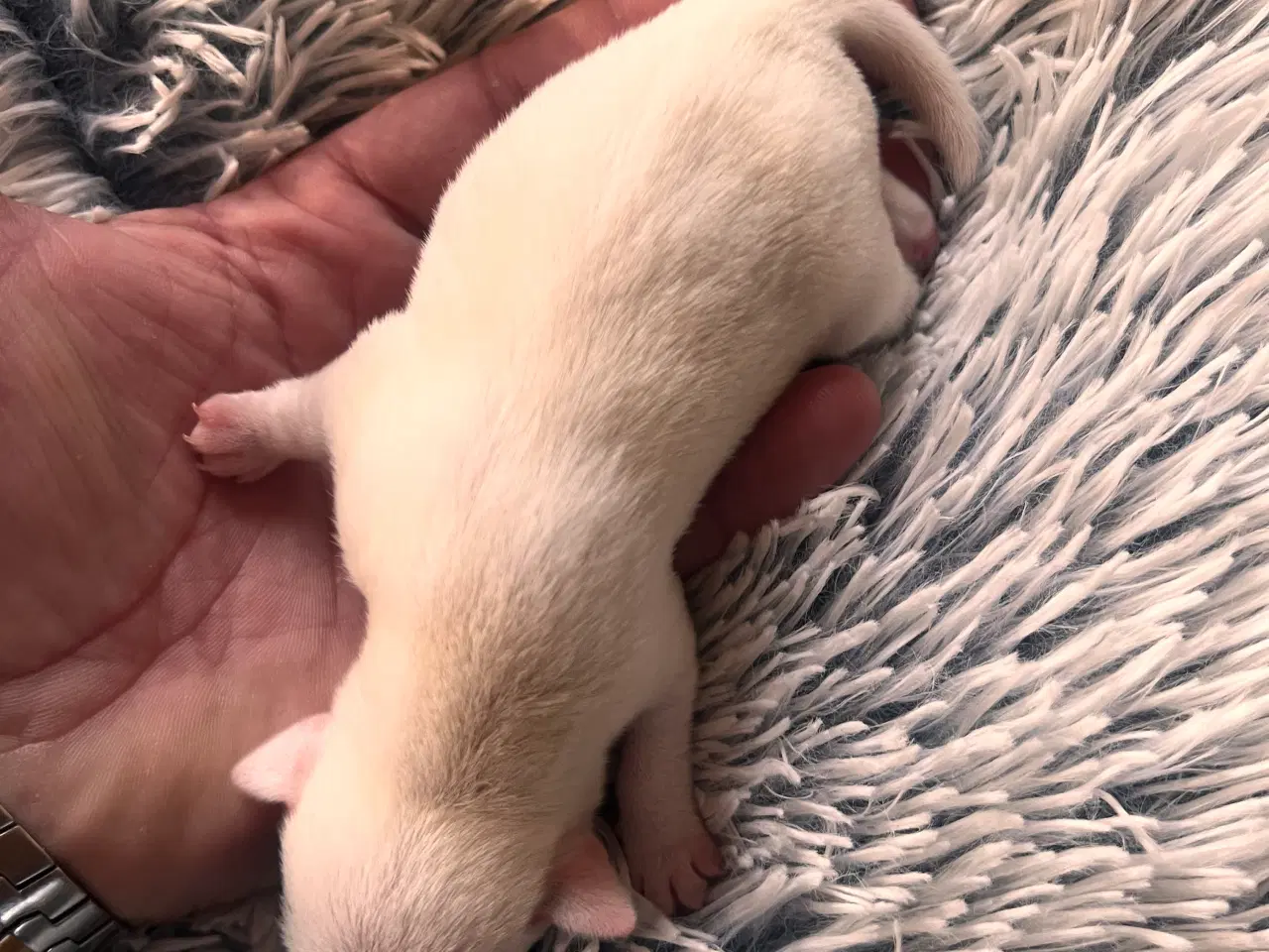 Billede 7 - Jack russel hvalpe 