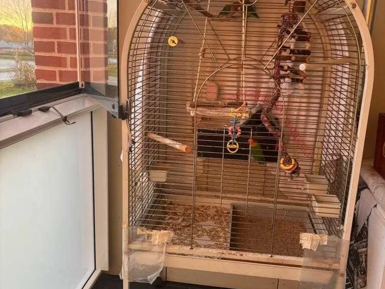 Billede 8 - Dværgpapegøje med bur