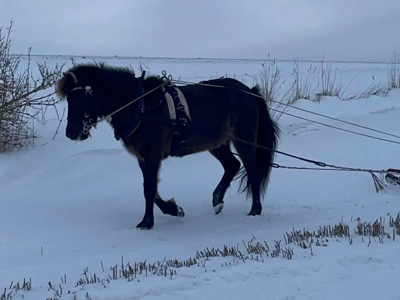 Billede 3 - Tilkørt islænder vallak