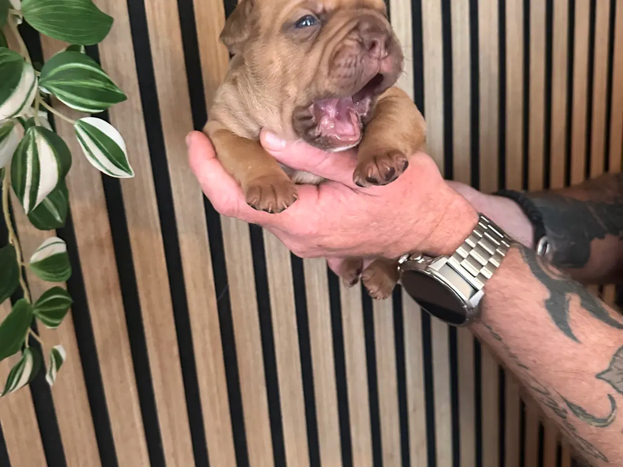 Billede 4 - English bulldog