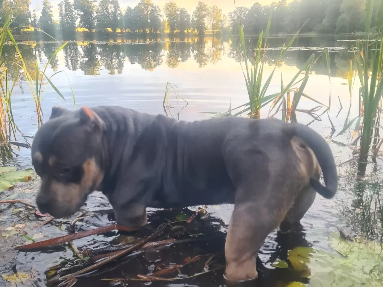 Billede 3 - American Bully Pocket 