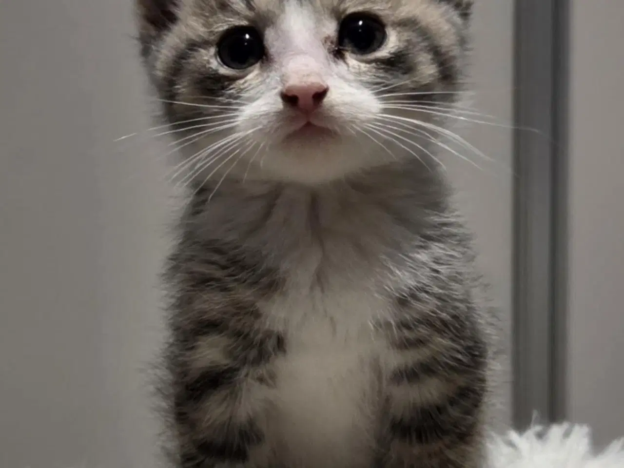 Billede 1 - De smukkeste mainecoon-blandinger 