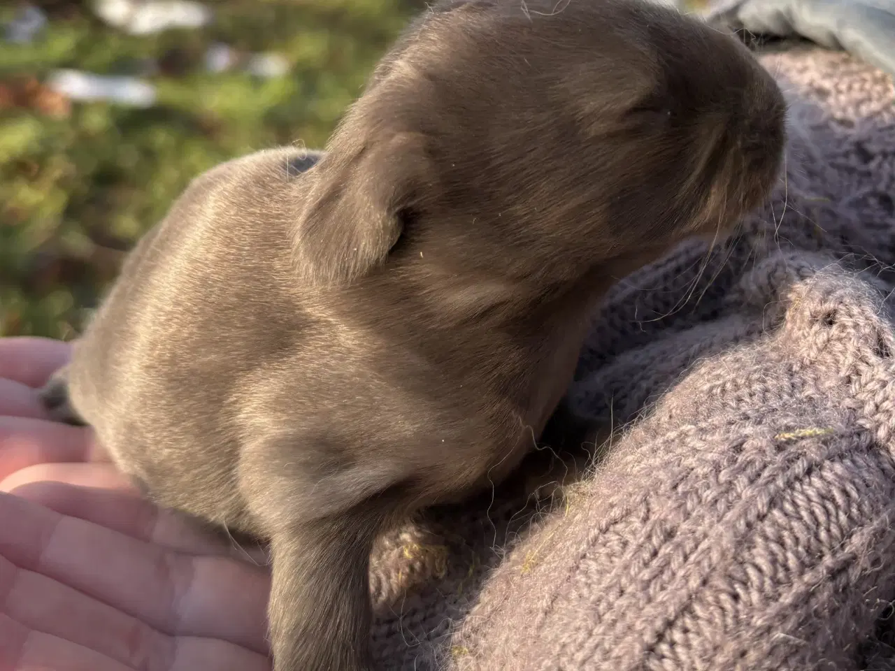 Billede 1 - FRANSK VÆDDER HAN HAVANA
