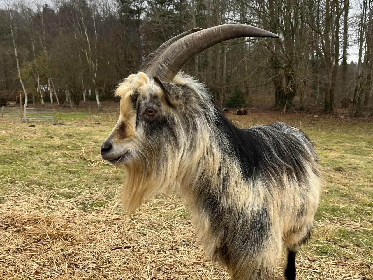 Billede 2 - Dansk Landrace gedebuk