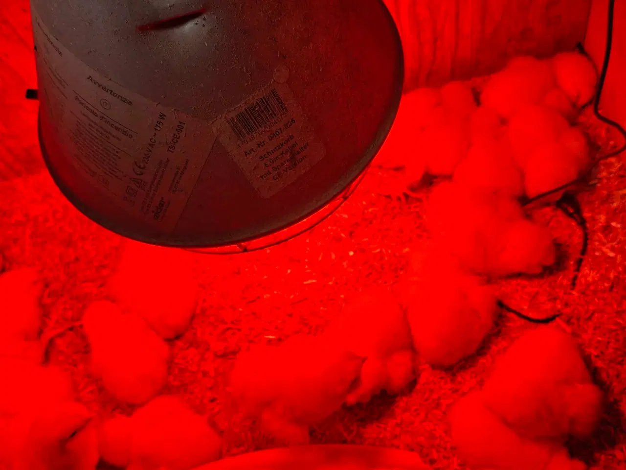 Billede 8 - Skrukhøne med æg- få dine egne nyklækkede kylinger